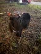 Shetland noir 6ans 85cm