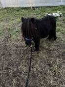 Shetland noir 6ans 85cm