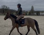 Hongre connemara de 6 ans 