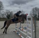 Hongre connemara de 6 ans 