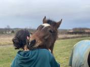 Poulain selle fran&ccedil;ais oc top origines 