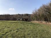 Propri&eacute;t&eacute; &eacute;questre secteur recherch&eacute; en Charente - 8 ha