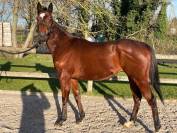 CARRICASTEL -  jument Pur-Sang