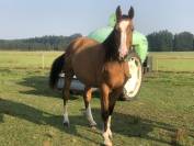 Hongre 4 ans &ndash; SBS &ndash; Potentiel CSO