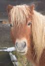 poney shetland m&acirc;le castr&eacute; 