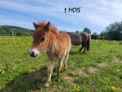 poney shetland m&acirc;le castr&eacute; 