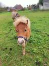 poney shetland m&acirc;le castr&eacute; 