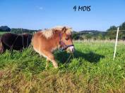 poney shetland m&acirc;le castr&eacute; 