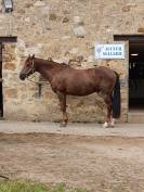 Poney PFS hors c&ocirc;tes 