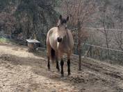 M&acirc;le PFS Isabelle 