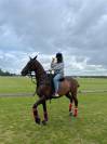 Jument - polo, balades, loisir