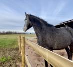 Pferdegerechte Pension mit Weiden & Offenstall 