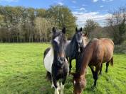 Pferdegerechte Pension mit Weiden & Offenstall 