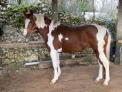 Cheval Entier pie alezan