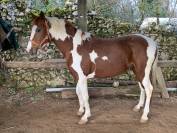 Cheval Entier pie alezan