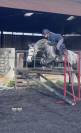  Poney 7 ans, 1m38, c&oelig;ur en or et potentiel sport