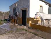 Vendo yegua pre con papeles muy guapa y mansa ve