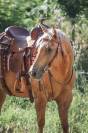 Robbie King Montana Quarter Horse de 9 ans 