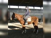 4 anni Castrone Ottima Genealogia (Guldenboom) Docile