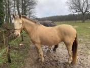 Jument champagne x quarter horse