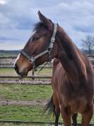 Belle jument PS - 5ans 