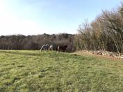Bella dimora equestre In vendita Charente