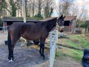 Jument senior adorable cherche cavalier(e) pour balades