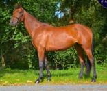 Adorable jument de 6 ans KUALITY DU VALMON