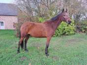 Adorable jument de 6 ans KUALITY DU VALMON