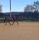 Adorable jument de 6 ans KUALITY DU VALMON