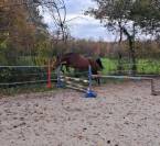 Adorable jument de 6 ans KUALITY DU VALMON