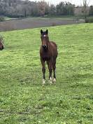 Poulain conte bellini