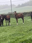 Poulain conte bellini