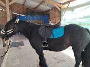 Jument type Irish cob