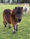 Ponette Shetland pp livre A