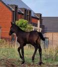 Poulain &agrave; vendre