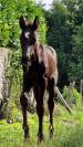 Poulain &agrave; vendre