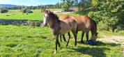 Filly French Saddle Pony For sale 2025 Buckskin