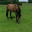 Kavali&egrave;re du cerneux jument poulini&egrave;re de 6 ans 