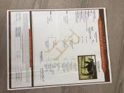 Relax pp paint horse