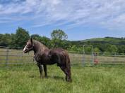 Etalon Breton gentil 