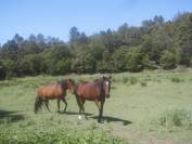 Pension cheval retraite sur 10 ha dans le var