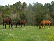 Pension cheval retraite sur 10 ha dans le var