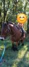 Hongre trait 17 ans grand ardennais
