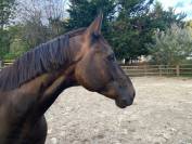 Magnifique selle fran&ccedil;ais 7 ans, beau potentiel CSO !