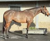 Jument de 6 ans en direct de l&rsquo;&eacute;leveur 