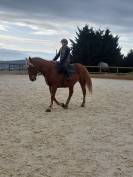 Jument franche montagne 