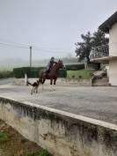 Jument franche montagne 