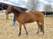 Mare Dutch Riding Pony For sale 2023 Bay