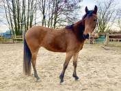 Mare Dutch Riding Pony For sale 2023 Bay